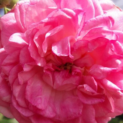 Rosa Jasmina ® - trandafir cu parfum discret - Trandafir copac cu trunchi înalt - cu flori tip trandafiri englezești - roz - Tim Hermann Kordes - coroană curgătoare - ,-